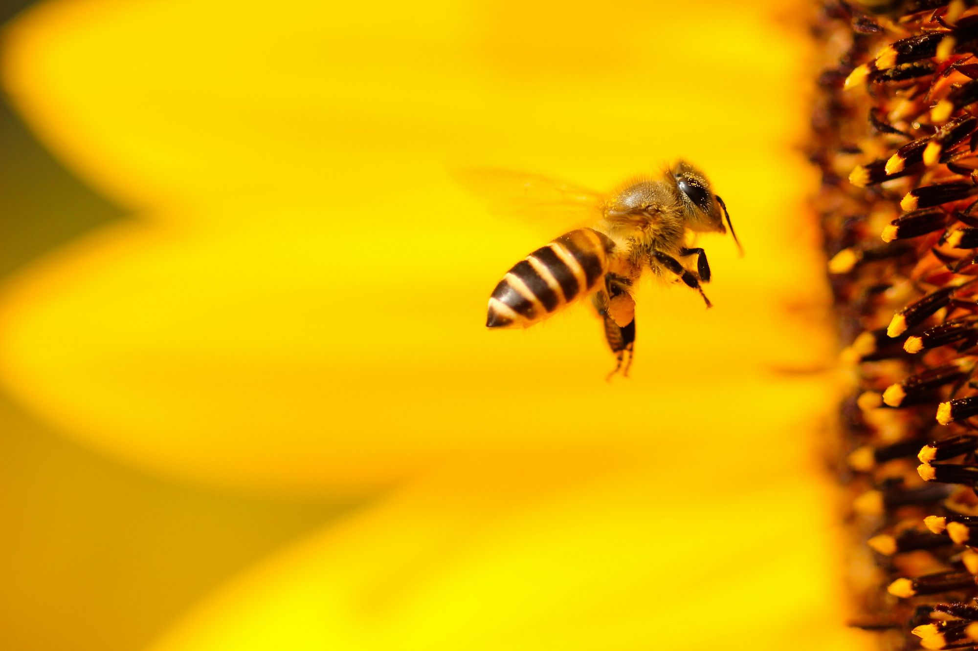 imagen de abeja sobre flor