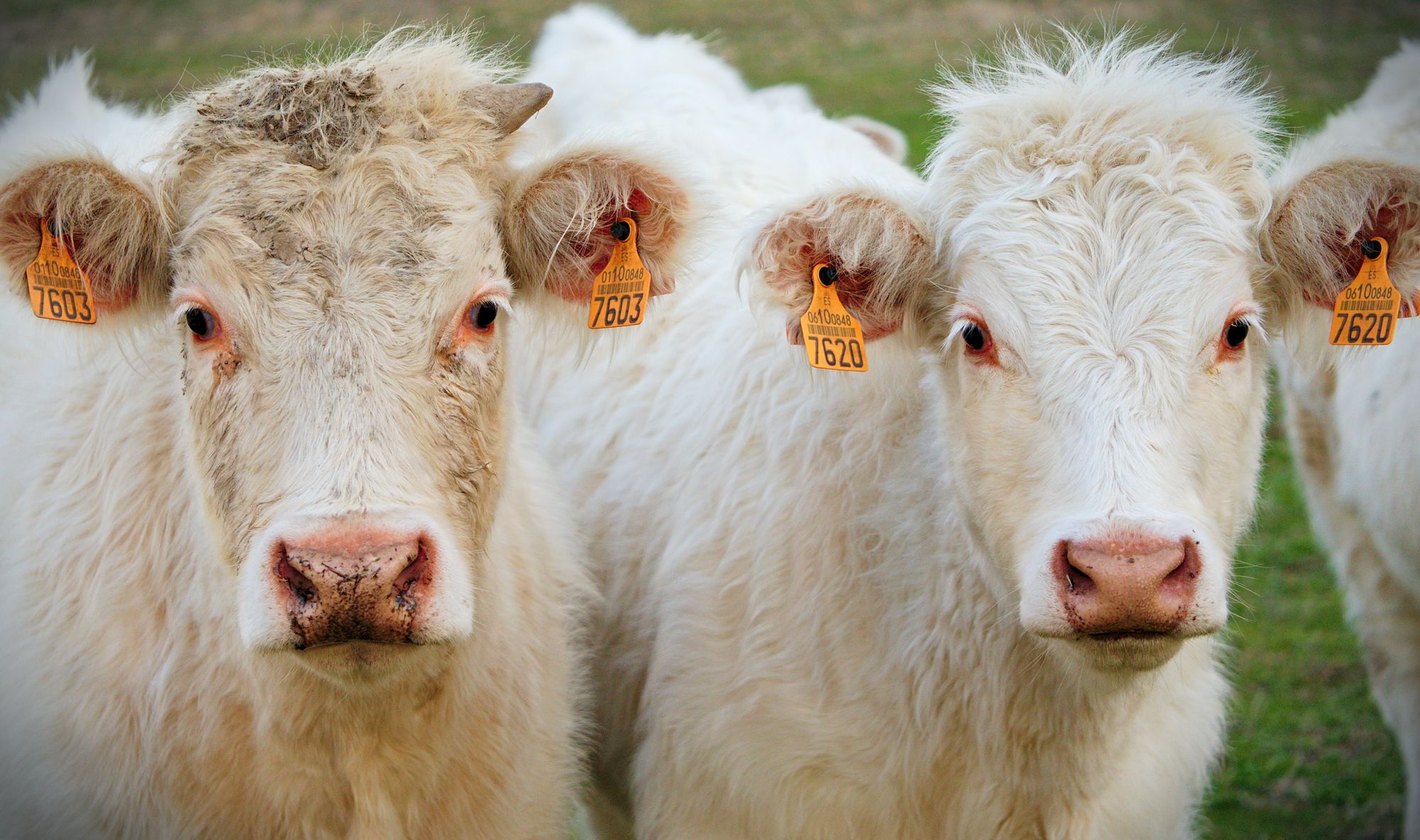 imagen de dos vacas