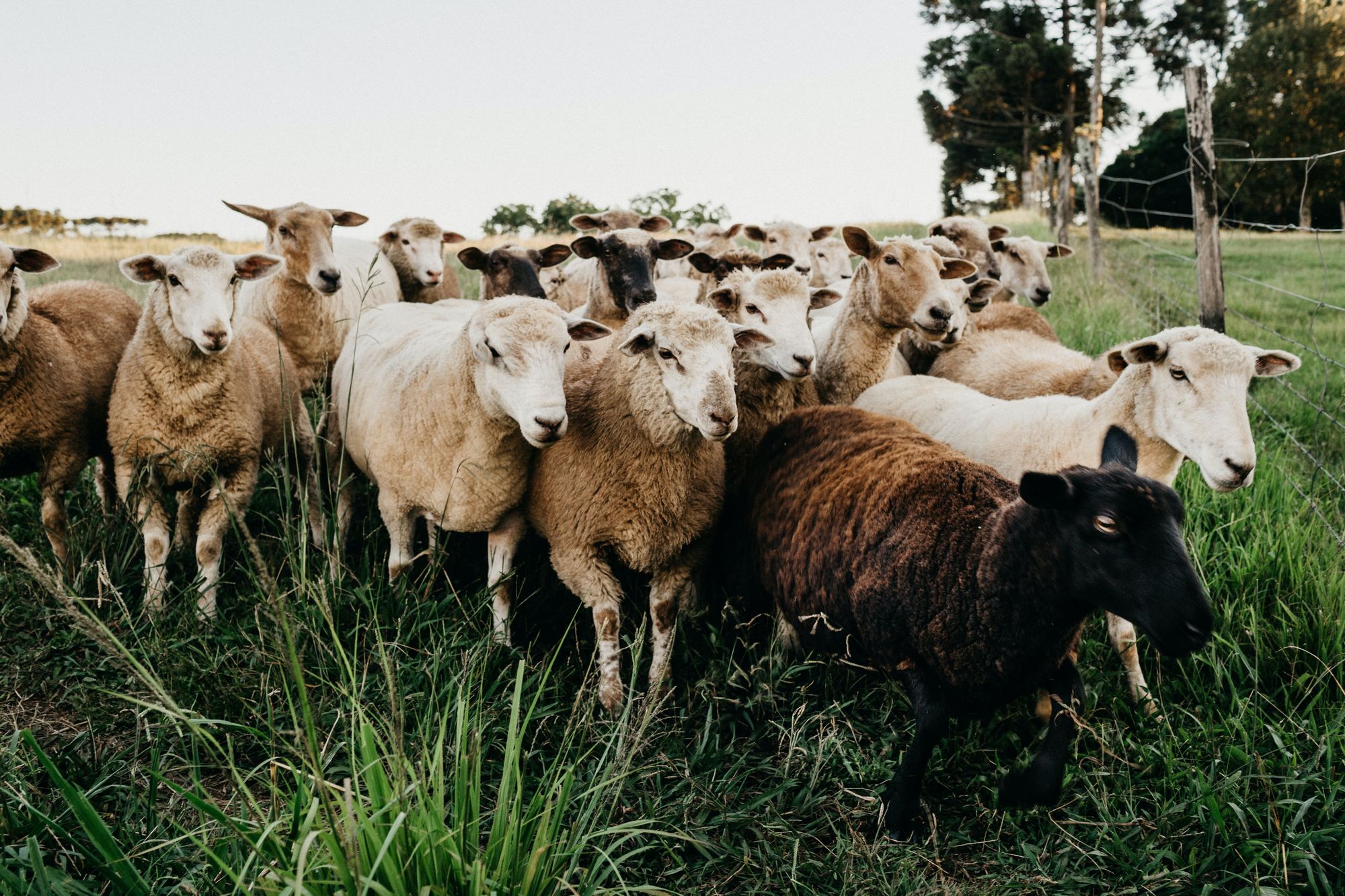imagen de rebaño de ovejas